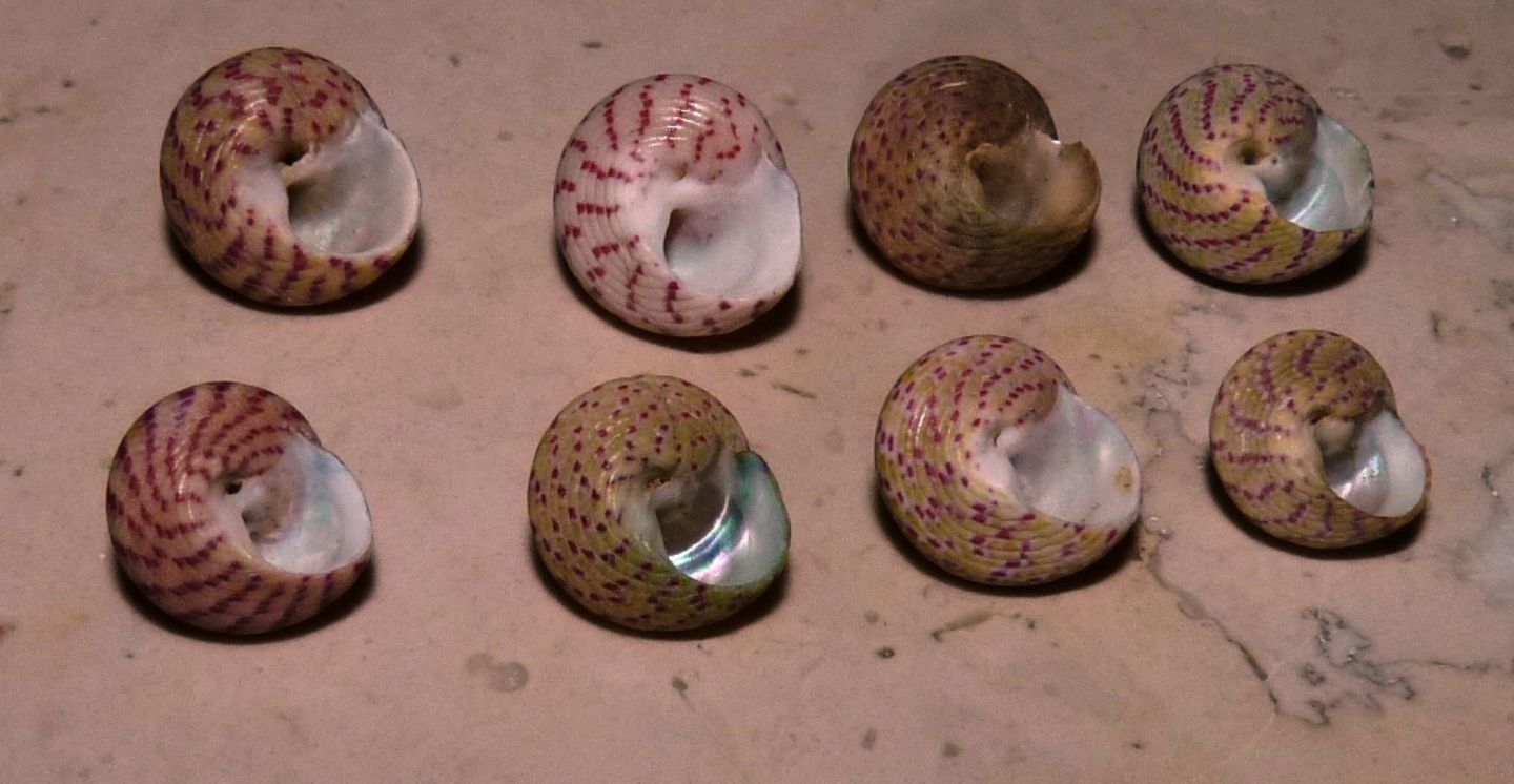 Trochidae Gibbula rarilineata ?